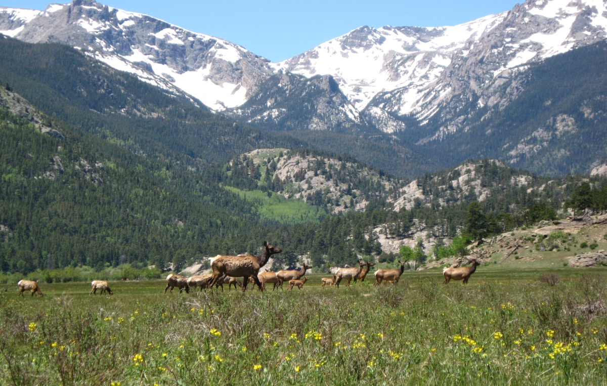 Elk Herd in Rocky Mountain National Park.