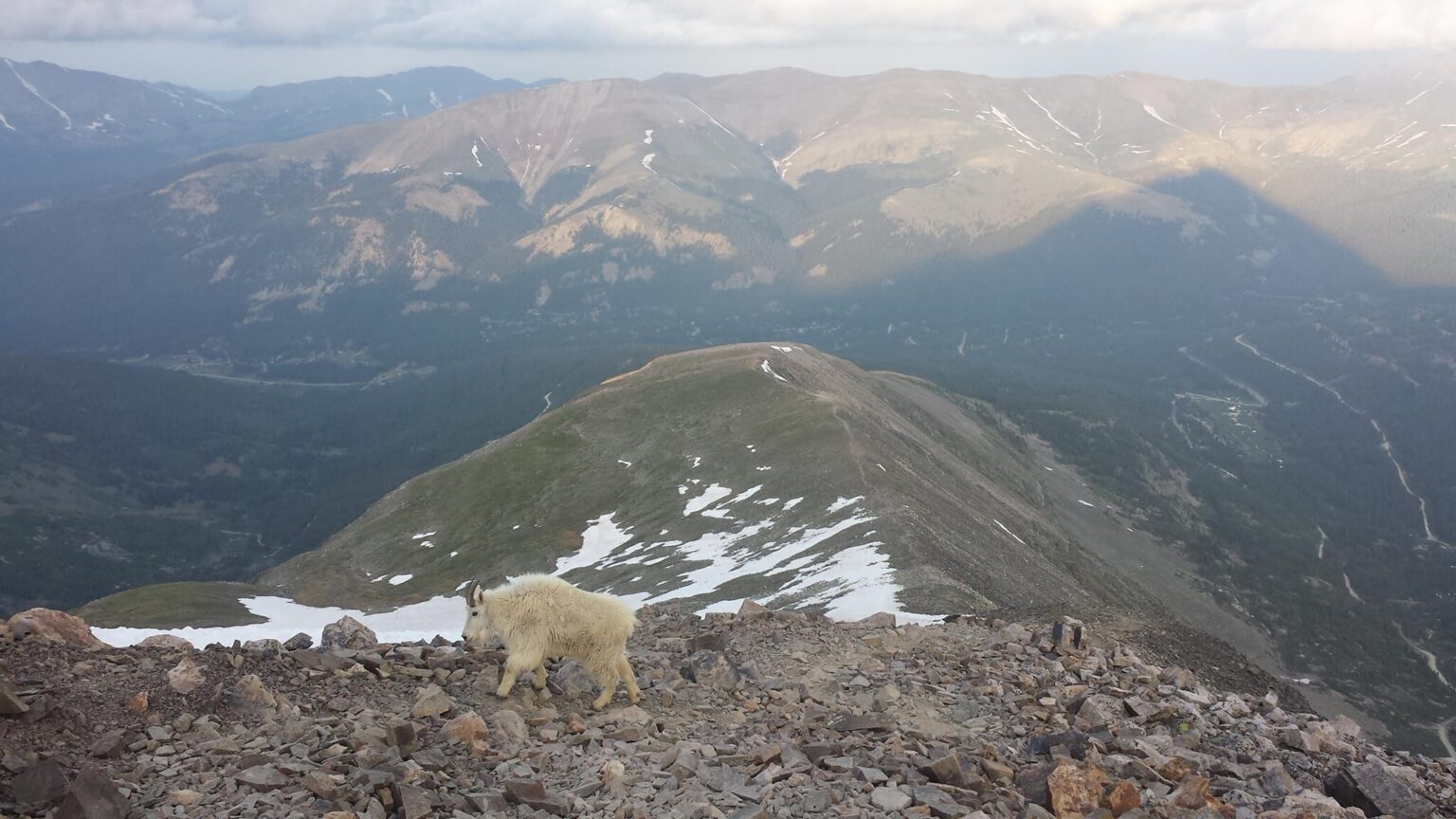Mountain Goat on the Quandary Peak hiking trail in Breckenridge.