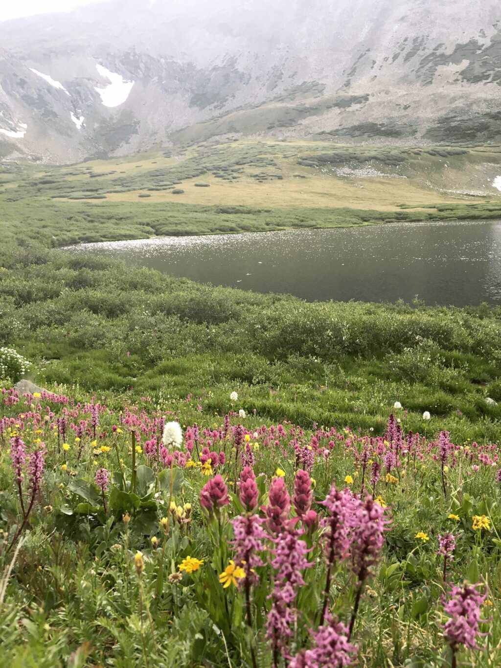 Fog and wildflowers at Crystal Lakes in Breckenridge
