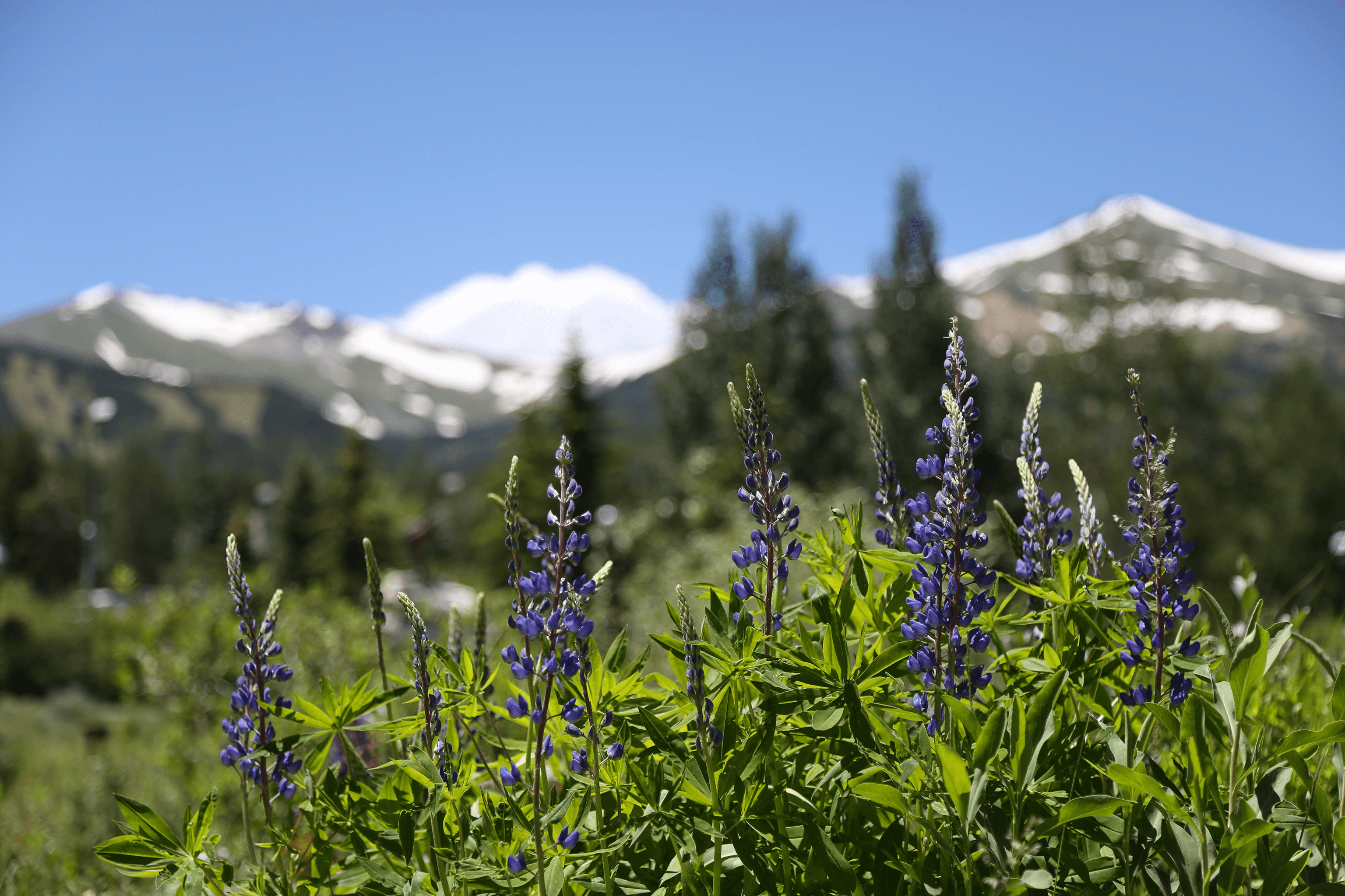 Flowers and Mountain
