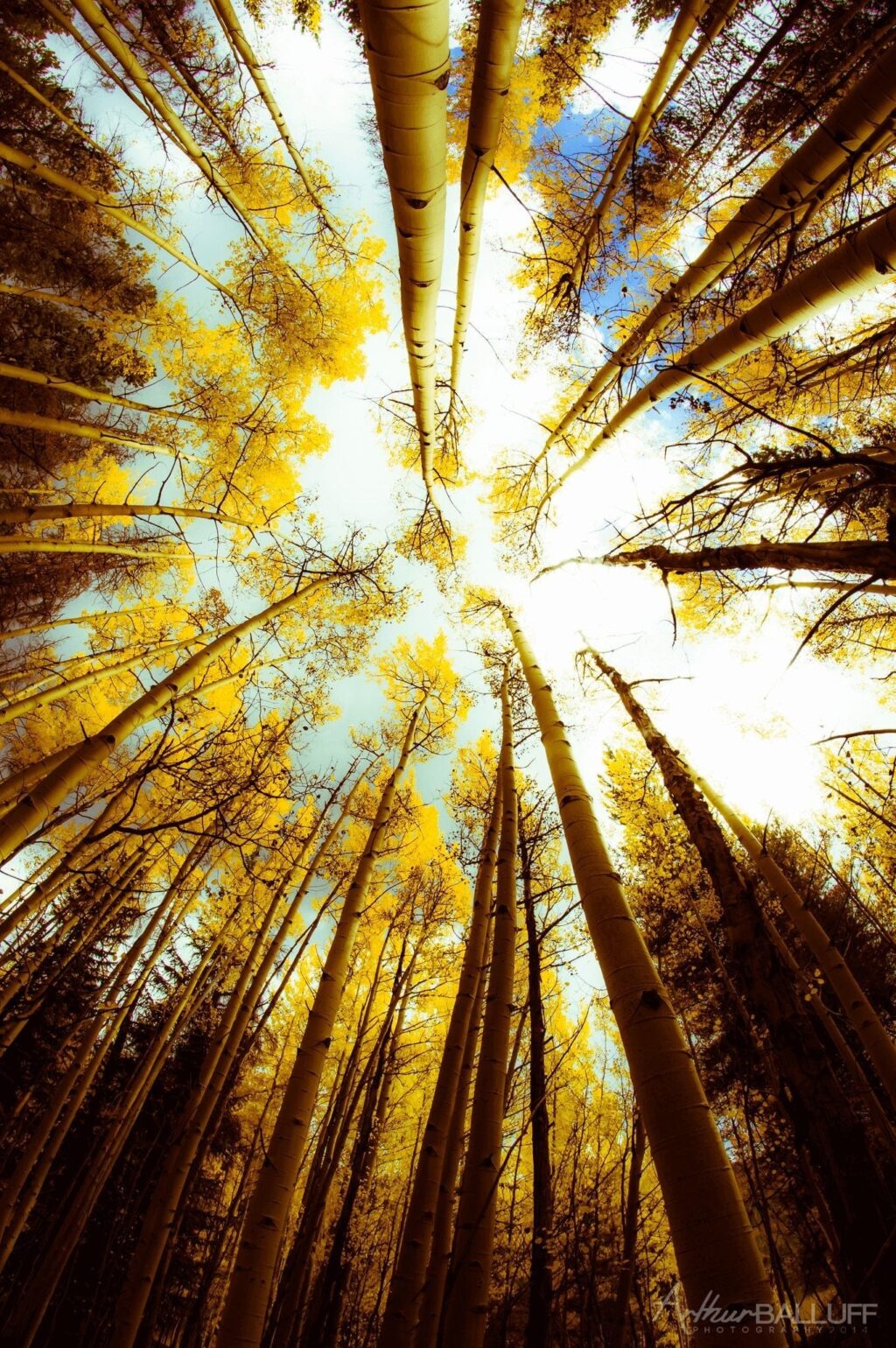 View of Fall Trees Looking Up