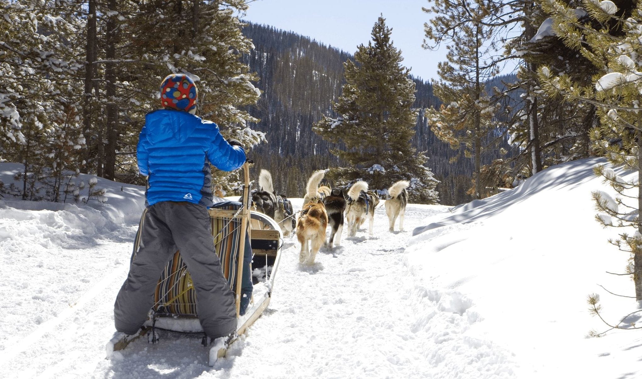 A kid going dog sledding in Breckenridge.