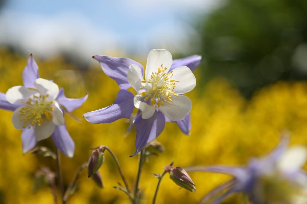 Columbine wildflowers in Breckenridge during summer.