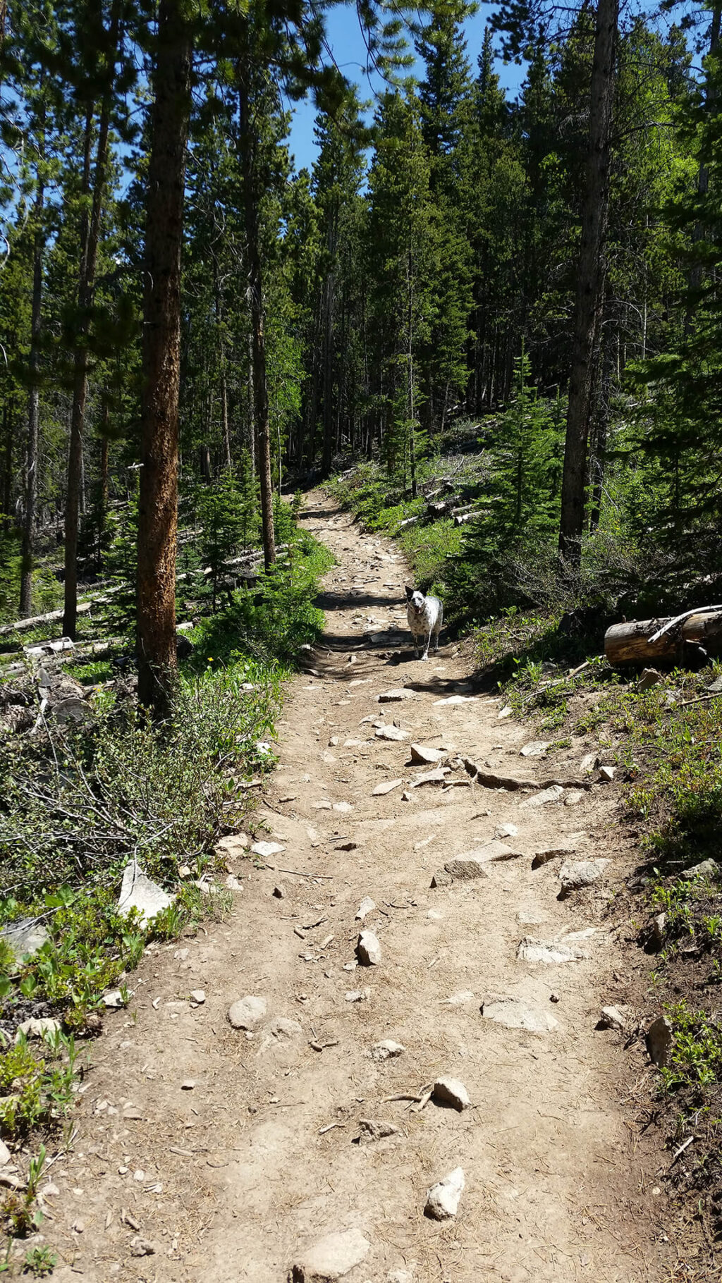 Dog on Bankers Tank Trail