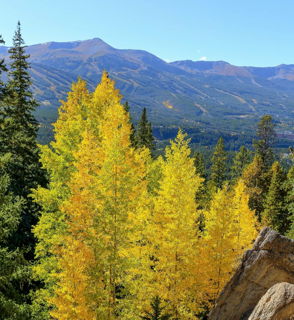 Yellow Aspen trees during fall in Breckenridge