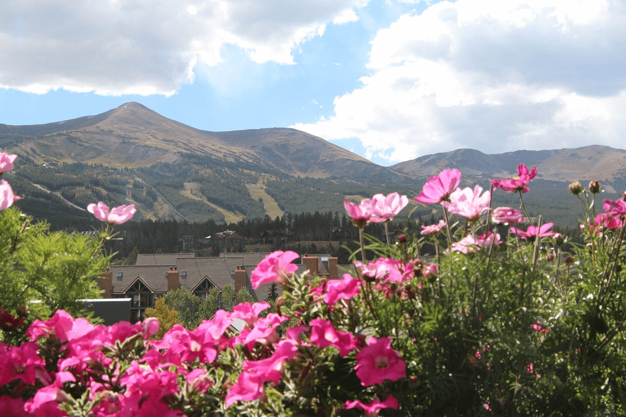 Flowers and the view from Angel's Hollow Deck in Breckenridge