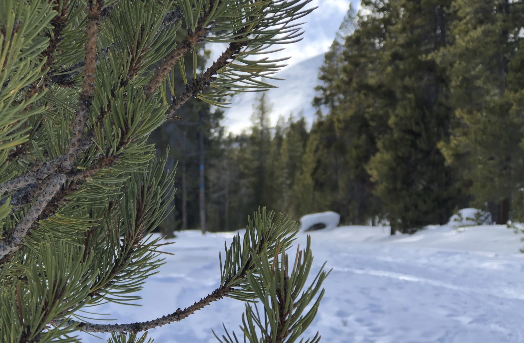 Spruce creek trail winter