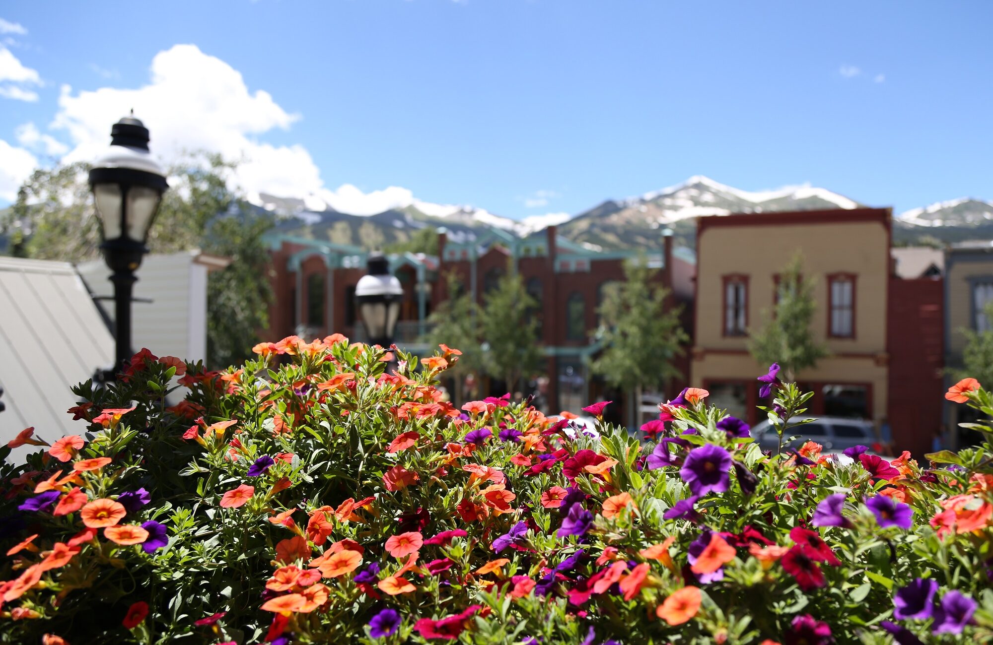 Colorful flowers outside in downtown Breckenridge