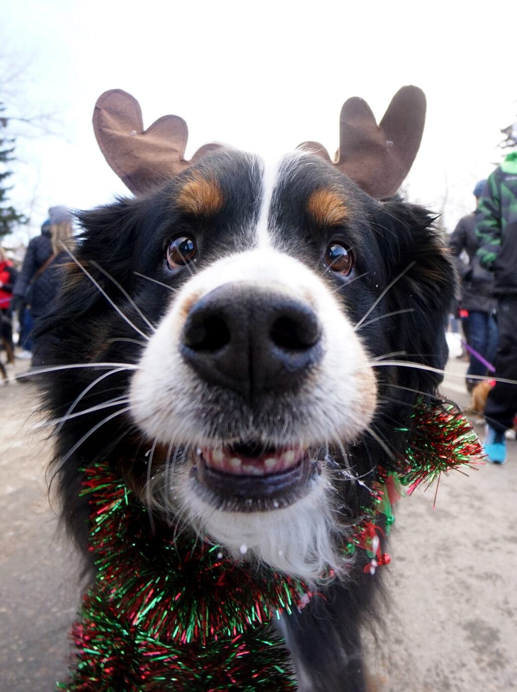 Dog wearing antlers