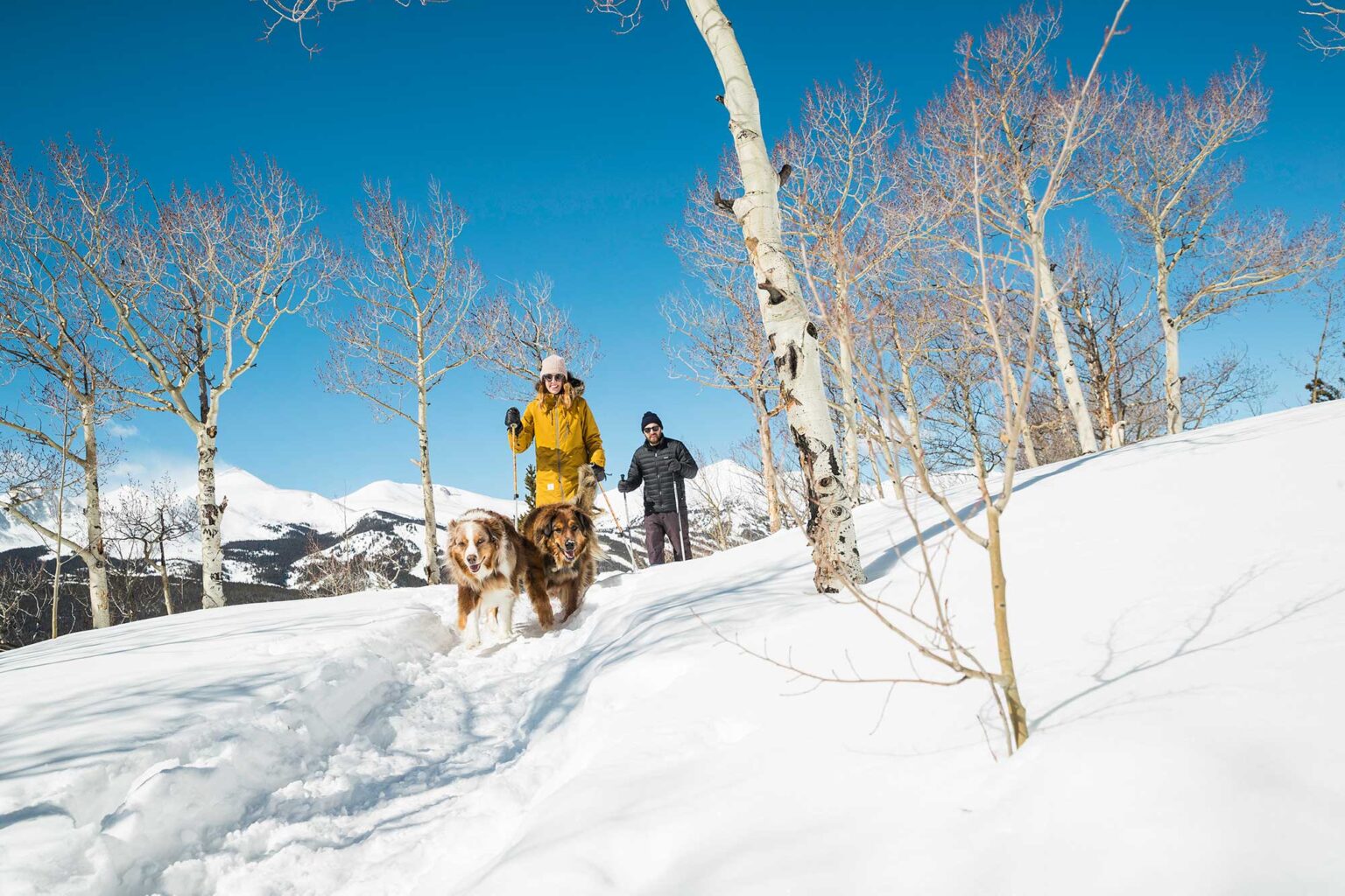 A couple cross country skiing in Breckenridge with dogs