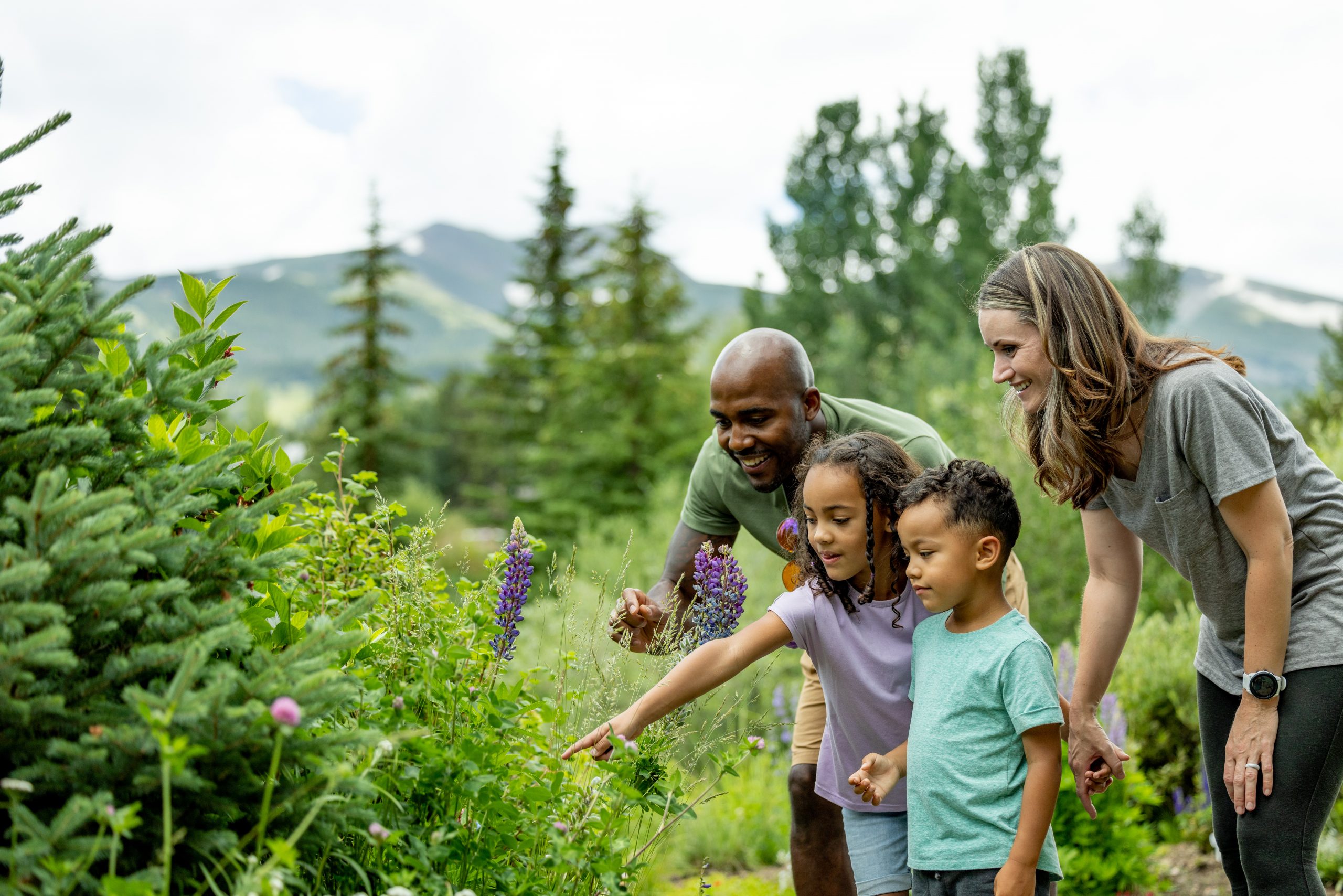 A family of four discovers beautiful wildflowers on a hike during summer time.