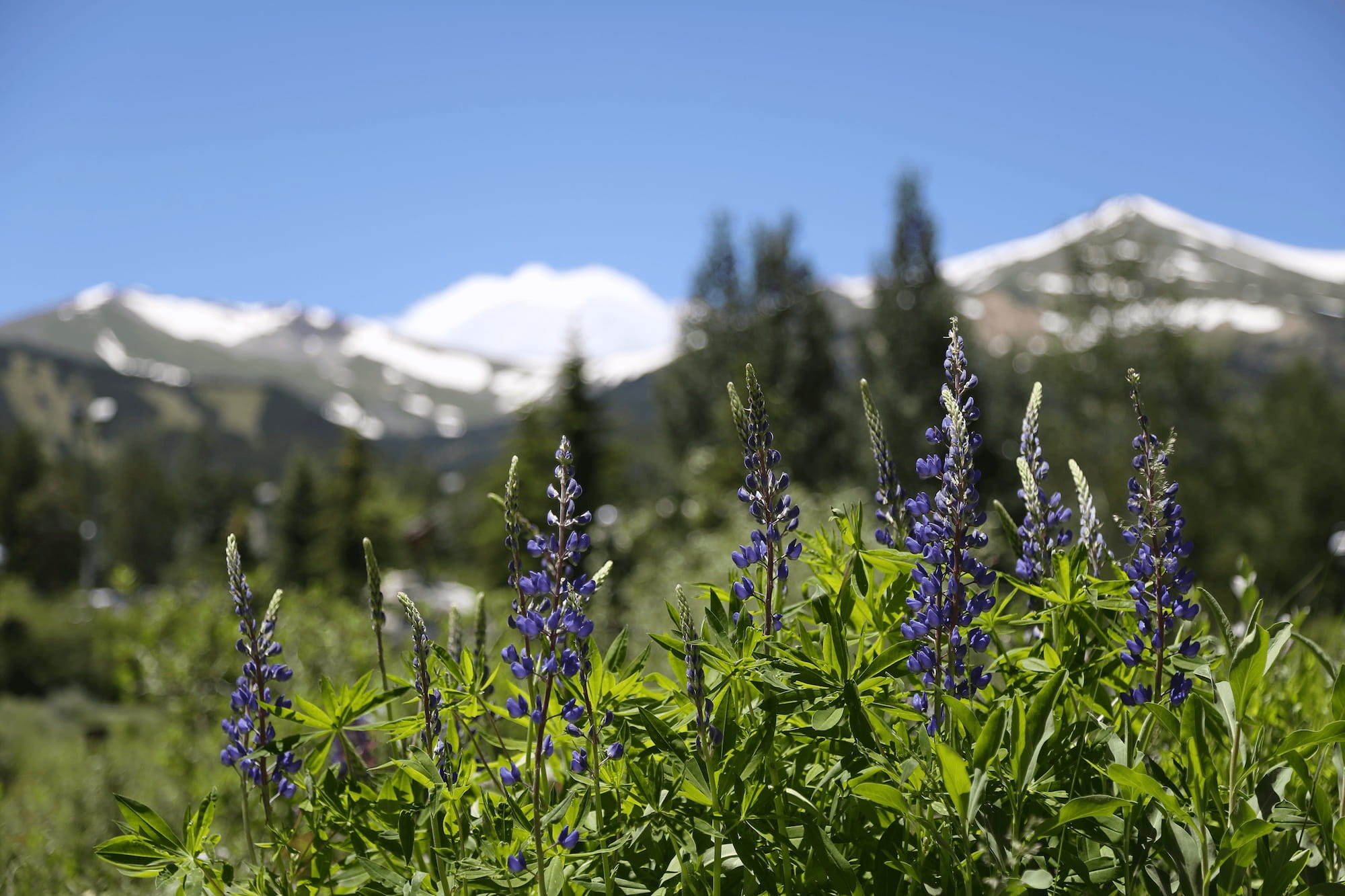 Flowers and Mountain