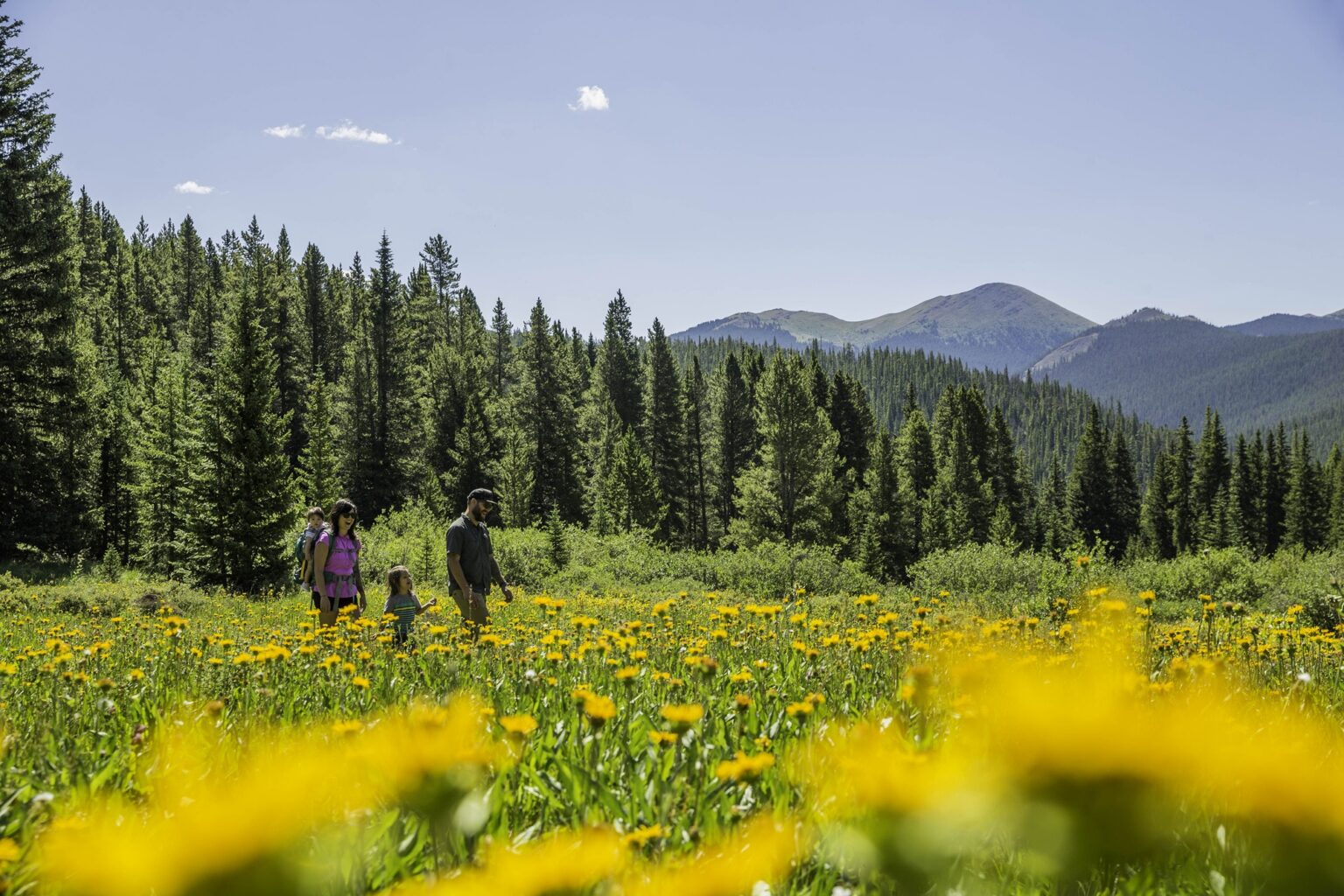 Beautiful summer landscape in Breckenridge, Colorado, featuring hikers exploring a vibrant wildflower meadow surrounded by lush pine forests and mountain views.