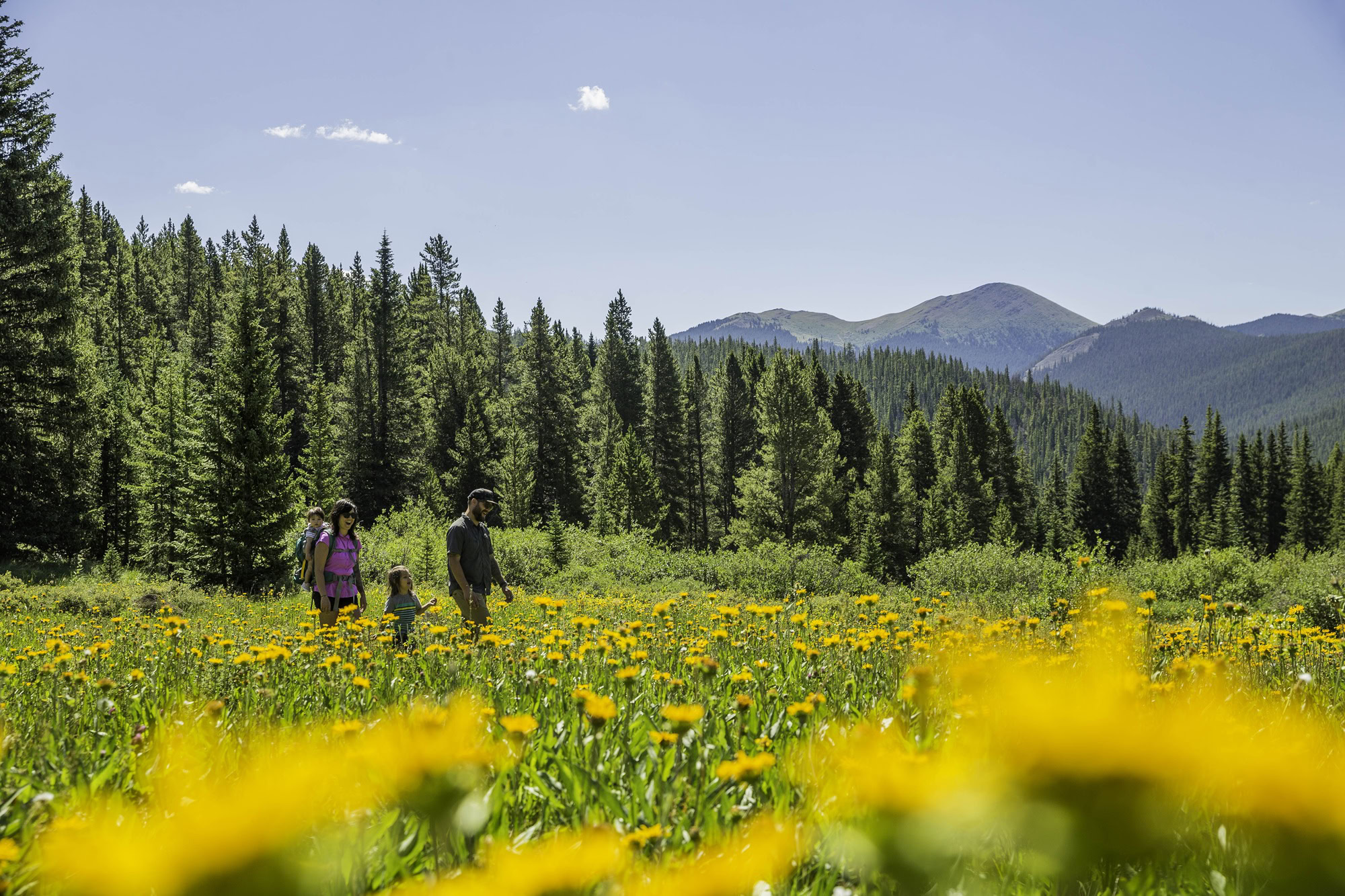 Beautiful summer landscape in Breckenridge, Colorado, featuring hikers exploring a vibrant wildflower meadow surrounded by lush pine forests and mountain views.