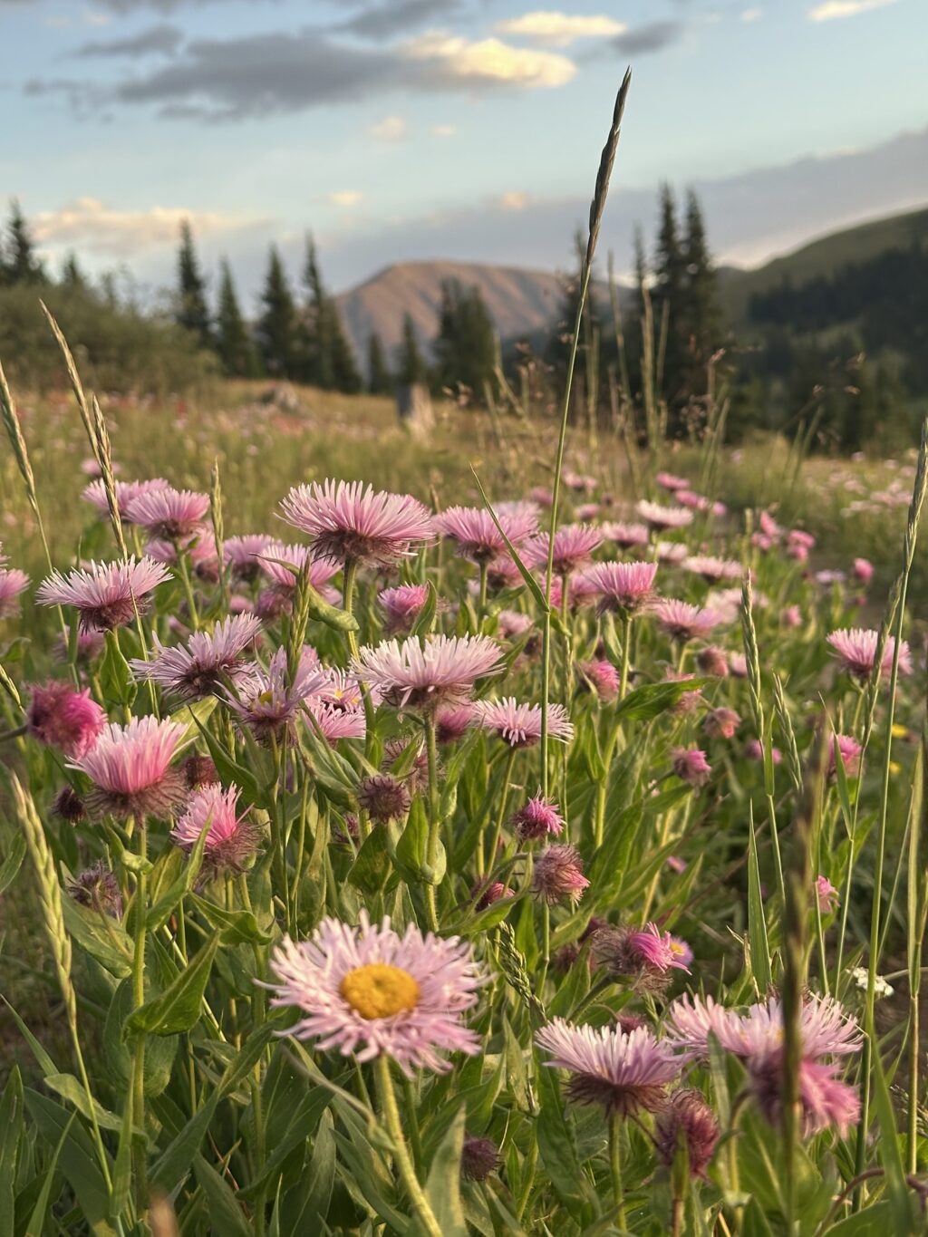 Pink flowers with mountain peaks in the background