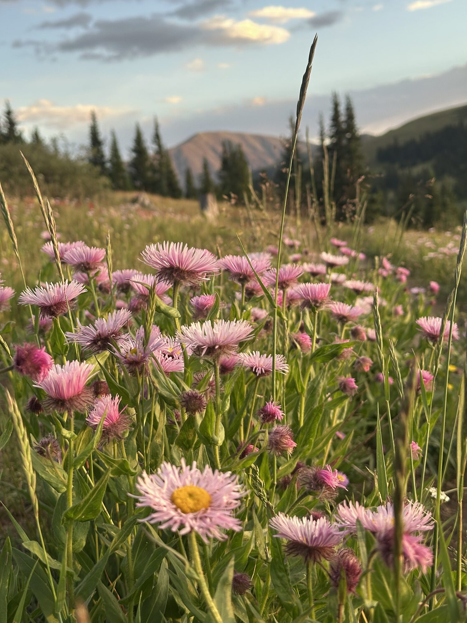 (21) black powder pass 7-26 kerry o’connor (1)