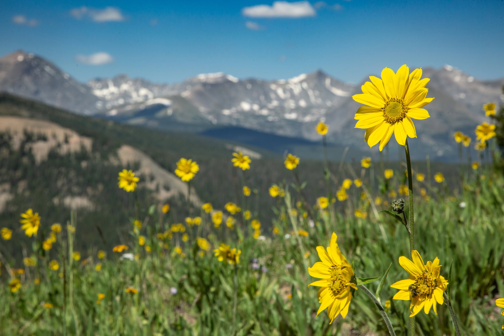 Wildflowers-7618