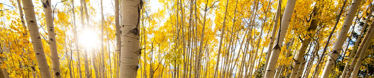 Autumn in Breckenridge, Colorado with golden aspen leaves and tall white birch trees under a bright sun.